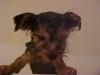Yorkies are all Hair!!!-mvc-017f.jpg