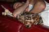 Let's show all our Yorkie Daddy pics-julypics-006.jpg