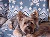 House Yorkies!  I finally got pics for you to see!-dog9.jpg