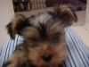 Yorkies are all Hair!!!-mvc-016f.jpg