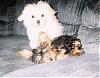 MEET Yorkease's Family !  CUTE Pictures !-puppylove.jpg