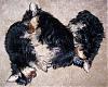 A lapfull of Yorkies-sleepy-puppies.jpg