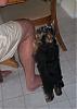 Let's show all our Yorkie Daddy pics-100_0179.jpg