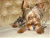 Thanks ldenise:Fr: Gizmo & Madda!!!-gizmo-4th-july3.jpg