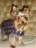 Thanks ldenise:Fr: Gizmo & Madda!!!-giz-4th-july-4.jpg