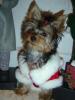 Yorkies are all Hair!!!-003.jpg