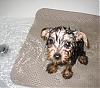 Cali's first bath-bath2.jpg