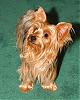 Let's show all our Yorkie Daddy pics-bella.jpg