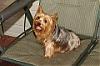 Let's show all our Yorkie Daddy pics-bruiser2.jpg