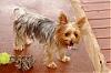 Let's show all our Yorkie Daddy pics-fancy.jpg