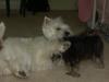 Cap'n Hef and the Abominable Snow Dog!!-all-dogs-505-071.jpg