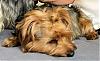 4 year old yorkie for sale-ksmall.jpg