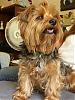 4 year old yorkie for sale-small0935.jpg