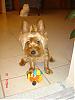 Here's Buddy Again-picture-016.jpg