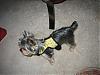 Diamond just LOVES her harnesses from Tigers_Mom-0b8a56e2.jpg