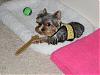 Diamond just LOVES her harnesses from Tigers_Mom-4adc2793.jpg