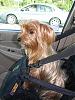 Sully's daily commute-carseat4.jpg