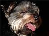 Let's see your tongue pictures!-tilly-sami41606-00034.jpg
