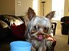 slurpin' & smirkin' Yorkie-mmmm-drink_july-16.jpg