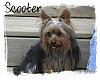 Let's see your tongue pictures!-scooter-avatar-640x800-2006-008.jpg