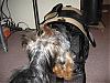 Sango's new Celltei Carrier-img_3035-small-.jpg