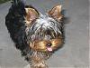 Let's see your tongue pictures!-stedman1.jpg