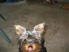 Let's see your tongue pictures!-stedman4.jpg