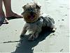 We're back from vacation with just a few pics of Ginger on the beach!-yaay-beach.jpg