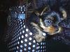 How do you get your yorkie to like there carrier-s4010109.jpg