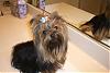 Cal went to the groomers today.-caligroom720-003-600-x-401-.jpg