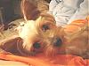 MEET PRINCESS...Catrina's Yorkie-dsc020431-sized.jpg