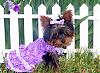 Patterns for your Puppy-purpledressec.jpg