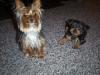 Happy little yorkies!-two-smiling-yorkies.jpg