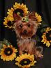 Sissy's Portraits - Finally!!!-sunflowers.jpg