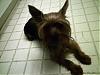 Coco's SUMMER CUT!!!!-new-cut2-400-x-300-.jpg