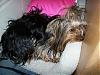 pictures pictures :) : )-spanky-pink-pillow.jpg