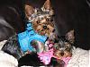 Hootie & Hobbs modeling their new Puppia Harness Vests-img_0676-2-.jpg