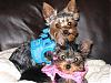 Hootie & Hobbs modeling their new Puppia Harness Vests-img_0677-2-.jpg