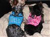 Hootie & Hobbs modeling their new Puppia Harness Vests-img_0678-2-.jpg