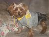 Pictures of Tucker in his rain coat! (SO CUTE!)-coat-031.jpg