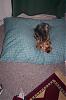 sophie says goodnight-sophie-bed-2.jpg