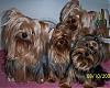 Pic of my 4 furbabies-100_0987a-836-x-671-.jpg