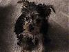 When you first saw your Yorkie-dsc00670-small-.jpg