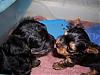 Let's See Those KISSES!!!-jake2-5weeks-resized-.jpg