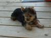 What inspired your yorkie's name?-sophie_2.jpg