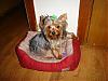 new pictures of snickers... 9months already!-snickers-9m-old-2.jpg