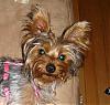 new pictures of snickers... 9months already!-snickers-.jpg