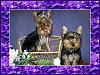 Pic's of our Babies,Peaches & Rascal-pch-rasclbenchec.jpg