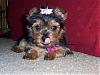 Meet Miss Lilly Lamae-lilly2.jpg