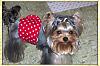 Grooming! I Need Pictures-yorkie-clip-1-.jpg